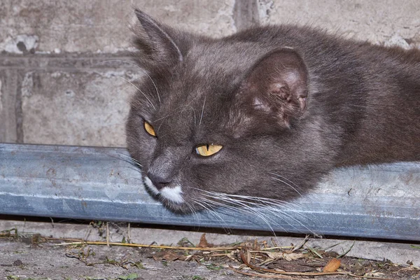 Dia Quente Verão Gato Procura Lugar Fresco Descansa — Fotografia de Stock