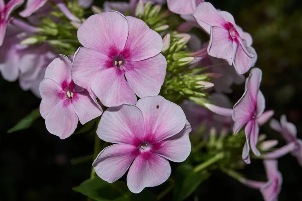 Sommer Garten Blüht Schöner Phlox Lat Phlox — Stockfoto