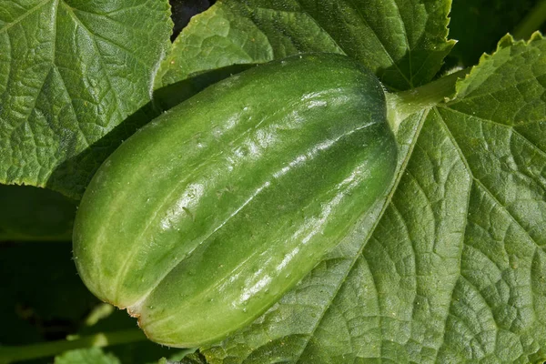 Yaz. Bir kır evinin bahçesinde iki salatalık kaynaştı..