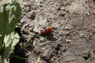 Bahar. Uğur böcekleri uyandı ve bahar sıcağında ve güneşte sevindiler..