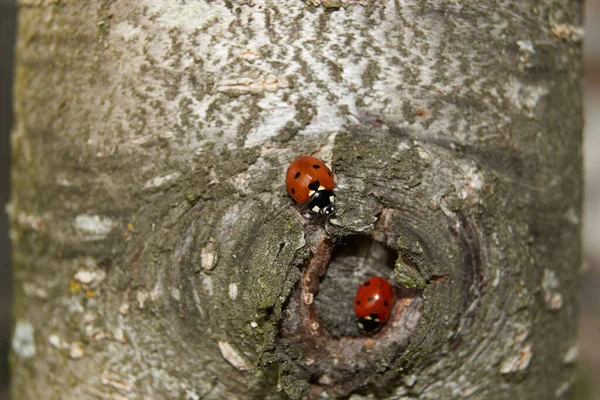 Spring Ladybugs Woke Rejoice Spring Warmth Sun — Stock Photo, Image