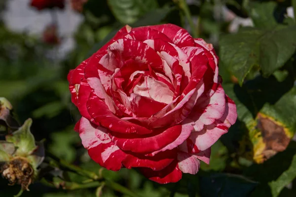 Verano Rosas Florecieron Jardín Una Casa Campo — Foto de Stock