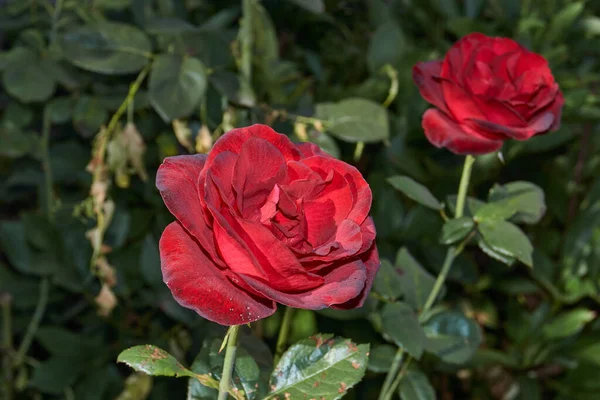 Verano Rosas Florecieron Jardín Una Casa Campo — Foto de Stock