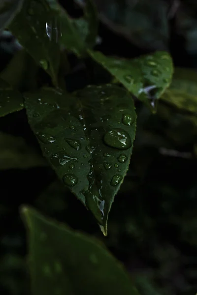 Νερό Πέφτει Στα Φύλλα Μετά Βροχή Πράσινο Φύλλο — Φωτογραφία Αρχείου