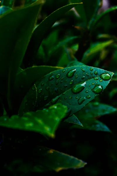 雨の後 葉に水が落ちる 緑の葉 — ストック写真