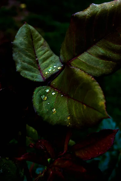 Νερό Πέφτει Στα Φύλλα Μετά Βροχή Πράσινο Φύλλο — Φωτογραφία Αρχείου