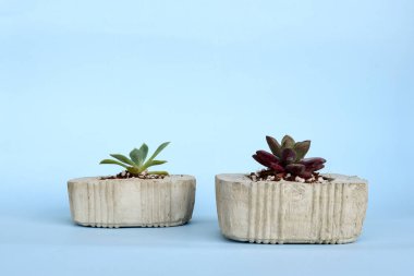 Gri Mavi Arkaplanda Beton Saksıda Sulu