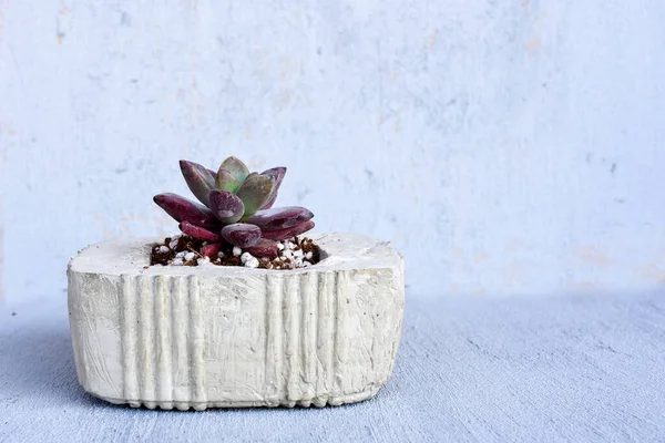 Succulent Concrete Flowerpot Grey Blue Background — Stok Foto
