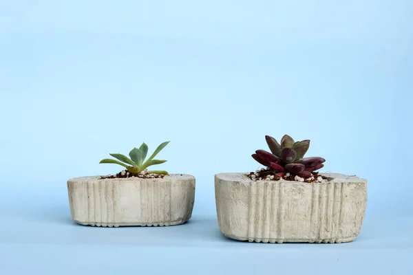 Succulent Concrete Flowerpot Grey Blue Background — Stok Foto