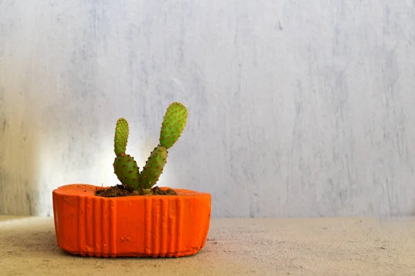 Cactus Succulent in Handmade Orange Concrete Flowerpots on a Grey Background