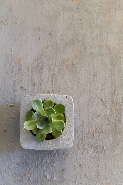 Succulents Handmade Grey Concrete Flowerpots Grey Background — Stok Foto