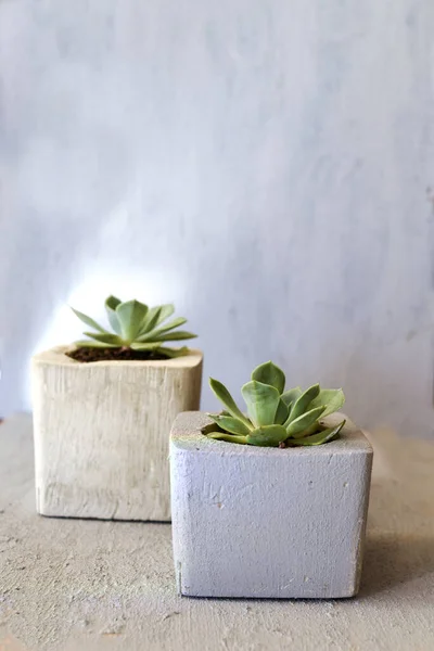 Succulents Handmade Grey Concrete Flowerpots Grey Background — Stok Foto
