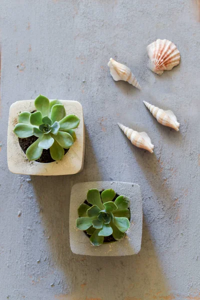 Succulents Handmade Grey Concrete Flowerpots Grey Background — Stok Foto