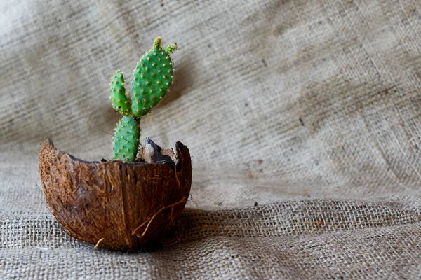 Succulent Cactus Μια Σπασμένη Γλάστρα Καρύδας Ένα Σάκο — Φωτογραφία Αρχείου
