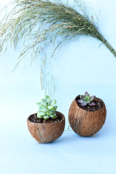 Succulent Cactus Cracked Coconut Blue Background — Stok Foto