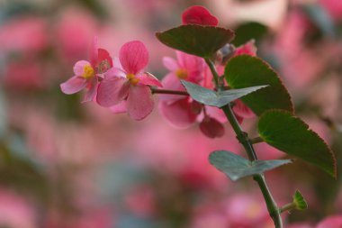 AUTUMN PARK SOFT FOCUS 'DA Pembe Çiçekler Bulanık