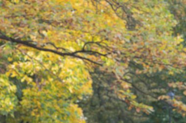 AÇIKLARI TEXTURE SOFT FOCUS BÜYÜK AĞUMUKLARI