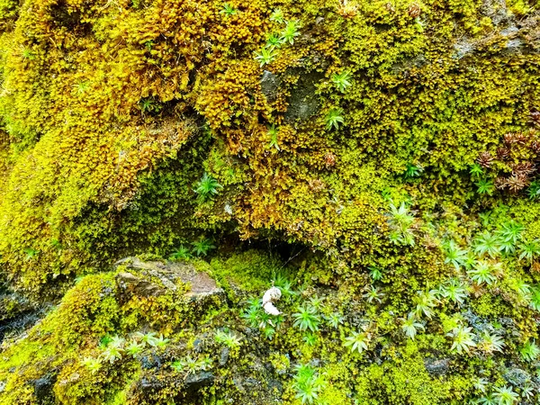 Capture Pierre Mousseuse Colorée Étonnante Dans Jungle Région Vallonnée Himachal — Photo