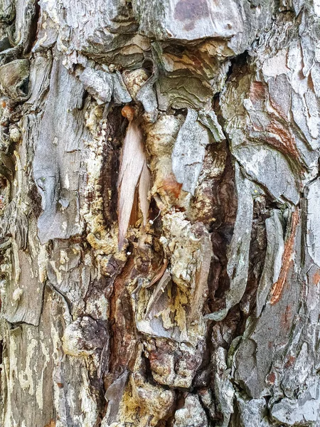 Closeup Shot Texture Pinus Roxburghii Tree Jungle Himachal Pradesh India — Stock Photo, Image