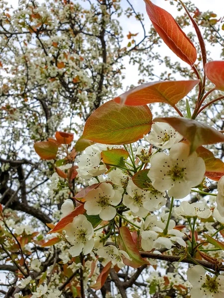 印度喜马偕尔邦丘陵地区梨树春季开花合影 — 图库照片