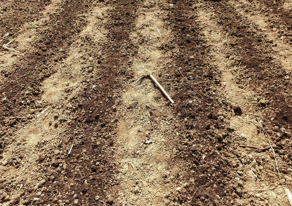 A farm for sowing cucumber with a agriculture tool