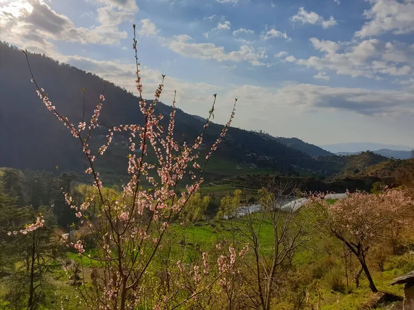 Bella Vista Paesaggio Collinare Con Alberi Fiori Foto Scorta — Foto Stock