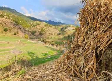 Hindistan 'ın Himachal Pradesh bölgesindeki bir tarlada kurumuş mısır sapı yığını ele geçirildi. 