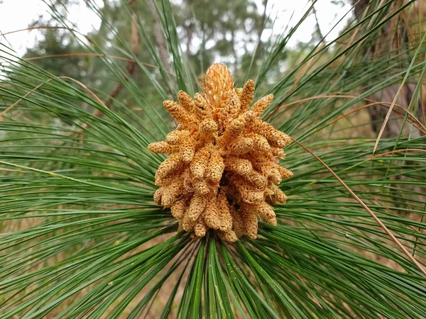 Pijnboom Pinus Roxburghii Boom Stock Foto — Stockfoto
