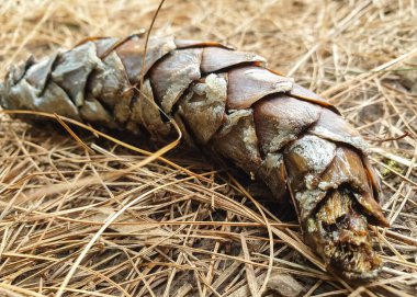 Pinus wallichiana konisi (çam kozalağı) stok fotoğrafı 