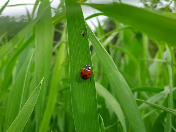 Macro Photography - Photo of a ladybug (coccinellidae) in wheat plant