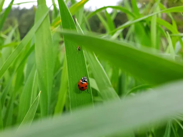 Fotografia Macro Foto Uma Joaninha Coccinellidae Planta Trigo — Fotografia de Stock