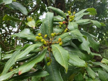Bayberry on tree, Closeup shot of kafal (Myrica esculenta) in hilly area of Himachal Pradesh, India clipart