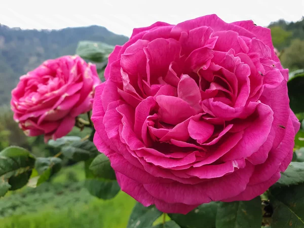 Makrofotografie Foto Von Zwei Rosa Rosen Nahaufnahme Von Zwei Rosa — Stockfoto