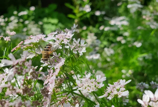 宏观摄影 从香菜花中吸蜜蜜蜂汁液的遮挡 — 图库照片