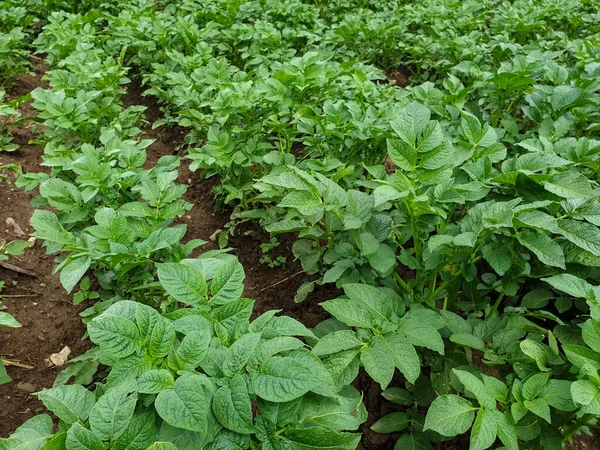 Campo Patatas Zona Montañosa Foto Hileras Plantas Patatas Crecimiento Campo — Foto de Stock