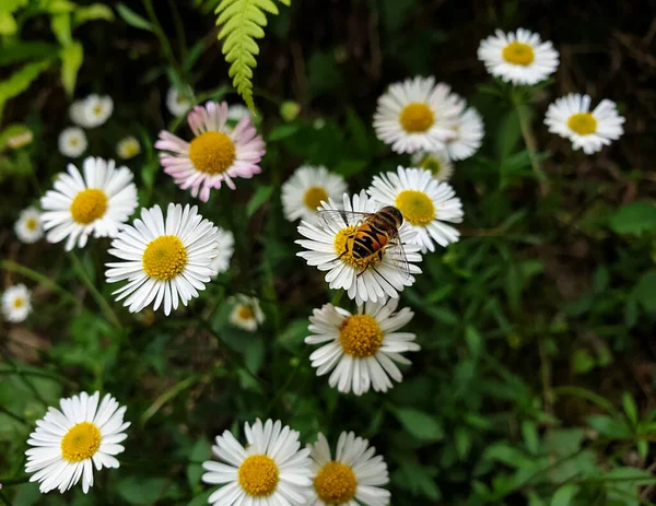 宏观摄影 小白菊上蜜蜂的高角度视图 蜜蜂从花朵中吸取汁液 种马照片 — 图库照片