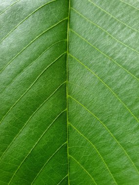 Macro Fotoğrafçılık - Ceviz yaprağına yakın çekim, ceviz ağacı yaprağına yakın çekim