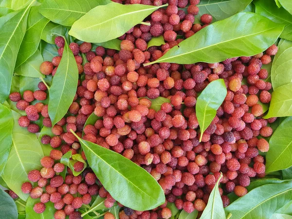 Fotografía Fruta Fruto Color Rojo Aislado Macro Shot Myrica Esculenta Imágenes De Stock Sin Royalties Gratis