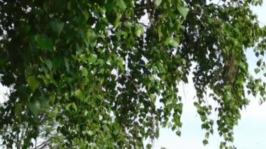  Yeşil huş yaprakları hafif rüzgarda sallanıyor. Gökyüzüne karşı geniş dallar