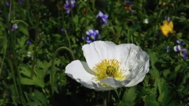Büyük beyaz bir gelincik çiçek, çiçek çayırında hafif rüzgarda sallanıyor..