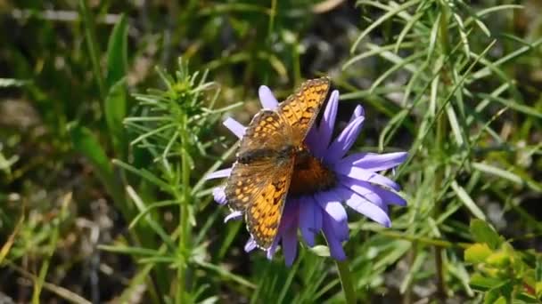 Una Mariposa Colorida Sienta Una Margarita Azul Viento Sacude Flor — Vídeos de Stock