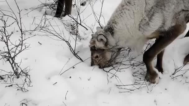 Ciervo Está Buscando Comida Nieve Tiene Cuernos — Vídeos de Stock