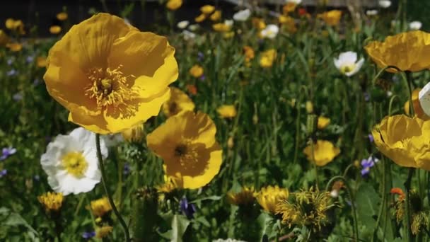 Velká Žlutá Maková Květina Houpe Větru Ním Rozostření Mnoho Barevných — Stock video