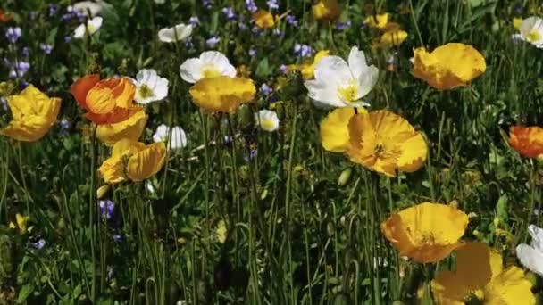 Les coquelicots orange, blanc et jaune se balancent du doux vent dans une prairie verte.