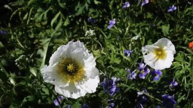 Rüzgarda sallanan iki beyaz gelincik. Çimlerin ve mavi çiçeklerin arkasında