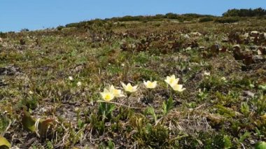Bahar pulsatilla çiçekleri hafif rüzgardan sallanır. Mavi gökyüzü ve dağlar