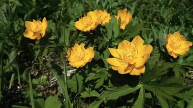 Trollius çiçekleri ve çimenler biraz rüzgarla savrulur. Üzerlerinde böcekler uçuşuyor.