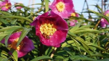 İki arı büyük kırmızı bir çiçeğe uçtu ve nektar topladı. Rüzgarda sallanan çiçekler