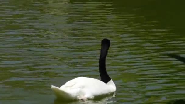 两只天鹅在一个相邻的池塘里游泳 一只天鹅是白天鹅 另一只是黑天鹅 — 图库视频影像