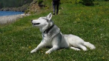 Husky köpeği göl kenarındaki çimlerin üzerinde uzanıyor. Turistler geçer.